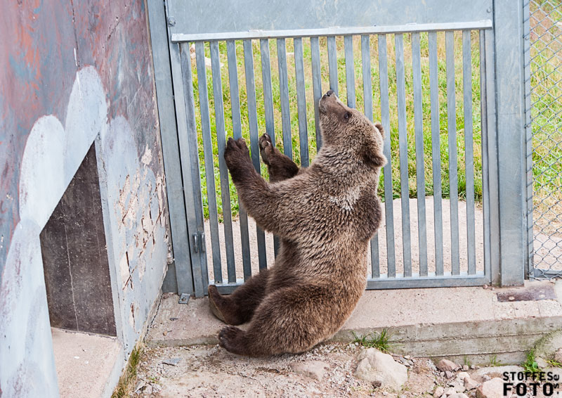 2013-07-20 - Instängda djur i Orsa björnpark, Dalarna